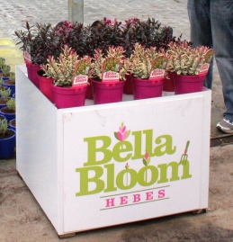Bella bloom hebe rhubarb and custard matty brown and pink candy wordpress